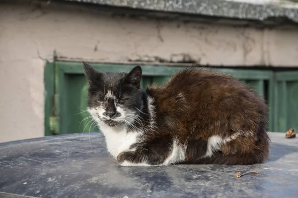 流浪街头猫躺在车顶特写上 — 图库照片