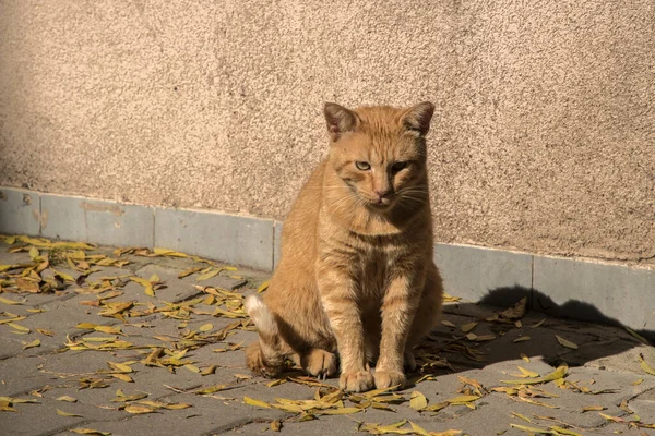 Оранжевый Бездомный Кот Крупным Планом Солнечный Осенний День — стоковое фото
