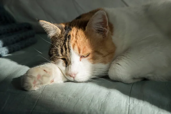Spanie Kobieta Kot Zbliżenie Sofie Domu — Zdjęcie stockowe