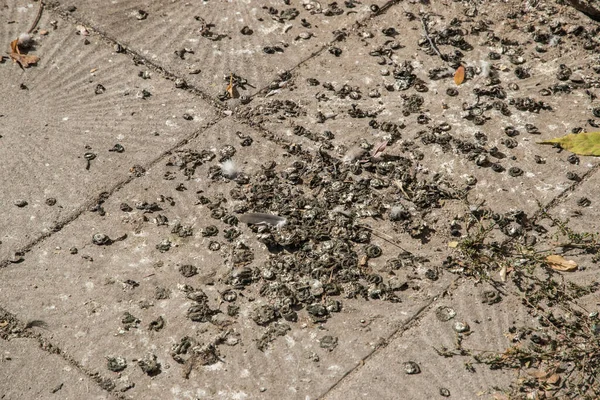Pigeon Droppings Town Paving Slabs Closeup — Stock Photo, Image