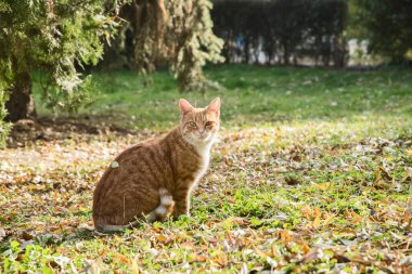 Turuncu tekir kedi güneşli bir sonbahar gününde çayıra yakın duruyor.