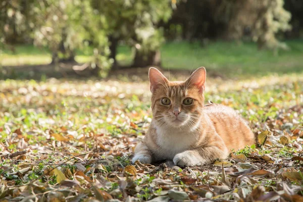 秋の晴れた日の牧草地でオレンジのタビー猫のクローズ — ストック写真