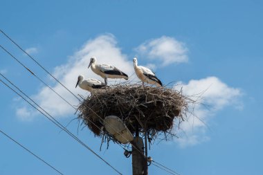 Mavi gökyüzü arka planında elektrik direğinde leylek yuvası