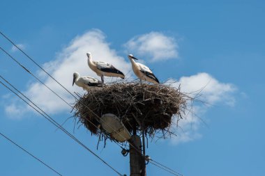 Mavi gökyüzü arka planında elektrik direğinde leylek yuvası