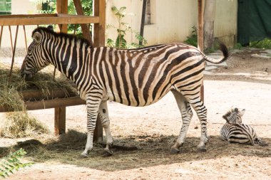 Dişi zebra ve yavrusu hayvanat bahçesinde yakın planda.