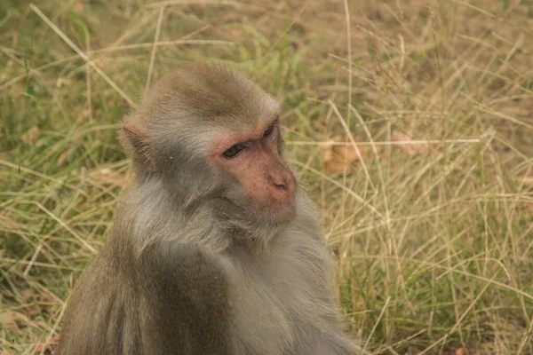 Retrato Cabeça Macaque Fêmea Close Parque Zoológico — Fotografia de Stock