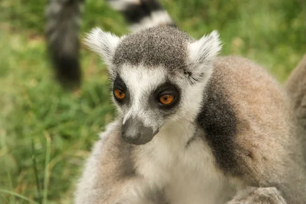 Ring Tailed Lemur Head Portrait Closeup Green Grass Background Stock Picture