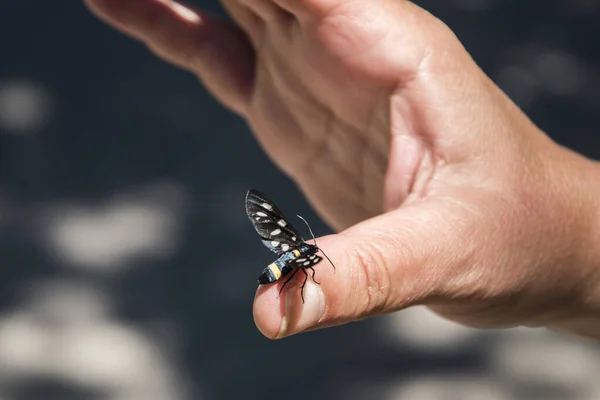 黑色蝴蝶落在女人的手指头上 — 图库照片