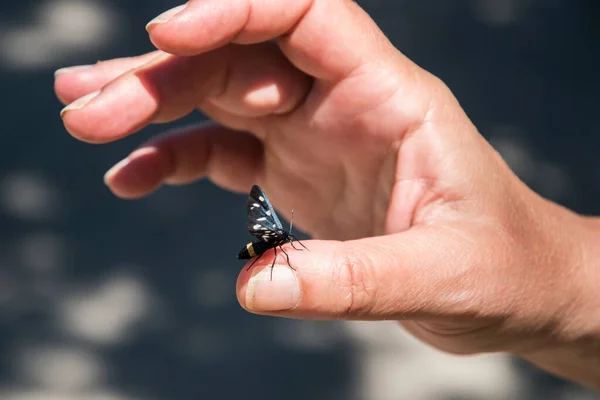 Schwarzer Schmetterling Landet Nahaufnahme Auf Dem Handfinger Der Frau — Stockfoto