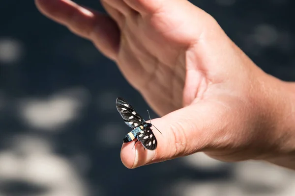 Черная Бабочка Приземляется Женский Палец Крупным Планом — стоковое фото
