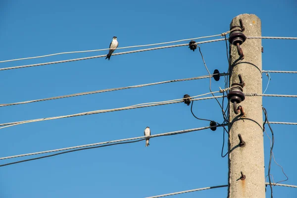青い空の背景の電柱線に挟まれたスワロー — ストック写真