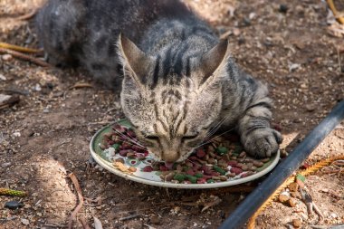 Küçük sevimli tekir kedi dışarıda yemek yiyor.