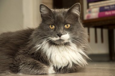 Ev kedisi yerde yatıyor, yakın plan.