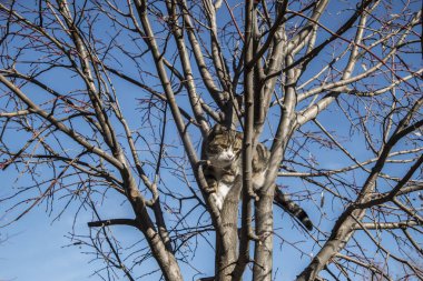 Ağaç dalları arasındaki sokak kedisi Kış zamanı