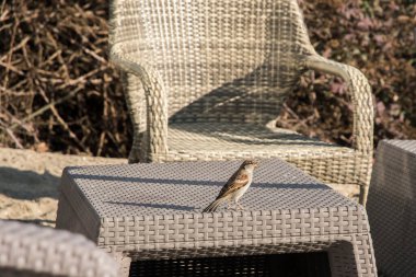 Serçeler bahçe mobilyalarının üzerine tünemiş plaj bitkilerinin yanına.