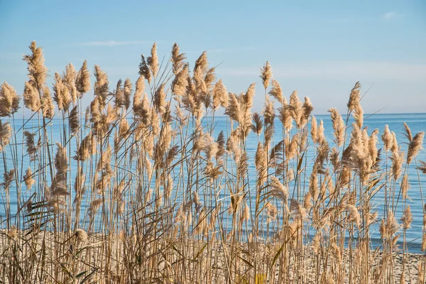 Common Reed Phragmites Australis Blue Sky Sea Summer Day Imagens Royalty-Free