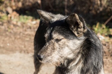 Adorable homeless stray mongrel dog head closeup