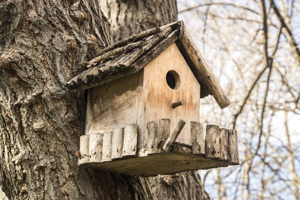 与大树特写相连的木制鸟舍 — 图库照片