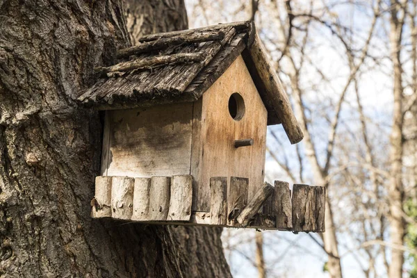 与大树特写相连的木制鸟舍 — 图库照片