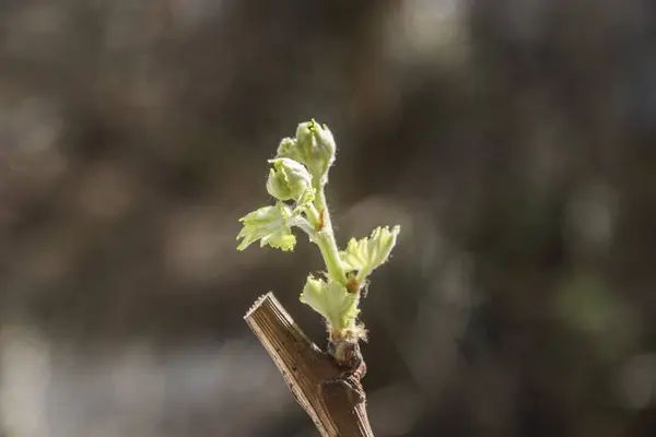 Spring Vine Buds Sprouting Young Leaves — Stock Photo, Image
