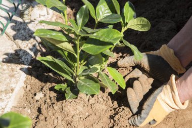 Kiraz ağacı tohumu, Prunus laurocerasus fideleri ev bahçesinde.