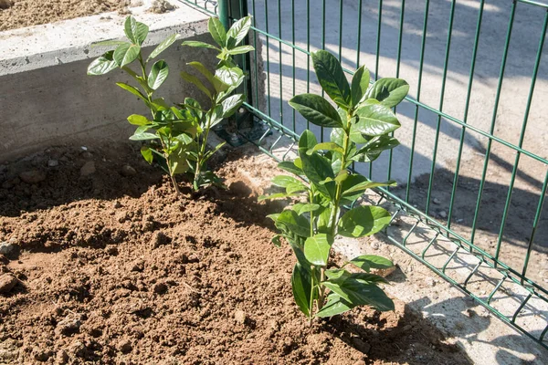 stock image Planting of cherry laurel Prunus laurocerasus seedlings in house garden