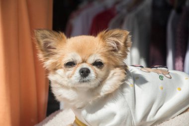 Köpekli bir Chihuahua, güneşli bir günde yakın plan.