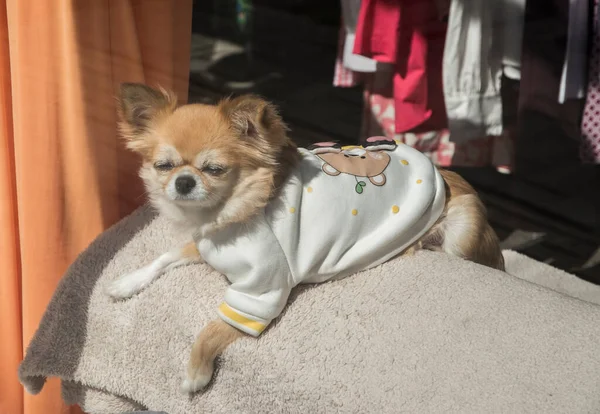Chihuahua Psim Swetrem Zbliżenie Słoneczny Dzień — Zdjęcie stockowe