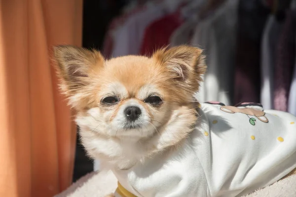 Chihuahua Psim Swetrem Zbliżenie Słoneczny Dzień — Zdjęcie stockowe
