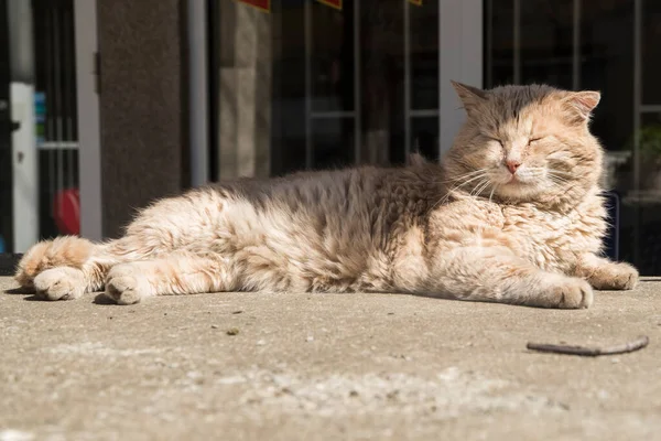 太陽の下で寝そべっている愛らしい野良猫 — ストック写真