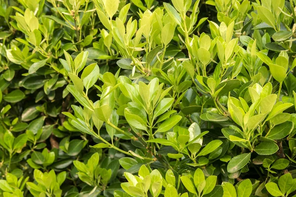 Зеленые Листья Euonymus Japonicus Microphyllus Крупным Планом Цветочный Зеленый Фон — стоковое фото