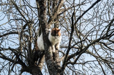 Kedi, arka plandaki ağaç dallarının arasına tırmandı.