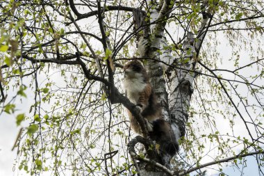 Kedi, arka plandaki ağaç dallarının arasına tırmandı.