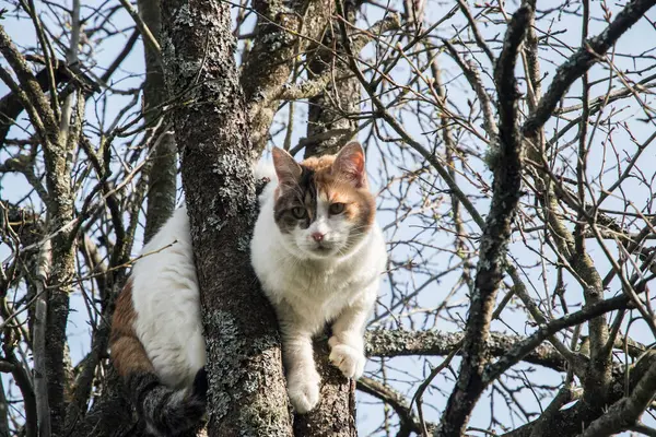 Cat Ανέβηκε Ανάμεσα Κλαδιά Δέντρων Στο Φόντο Του Ουρανού — Φωτογραφία Αρχείου