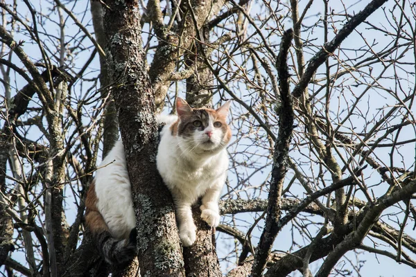 Cat Climbed Tree Branches Sky Background — Stock Photo, Image