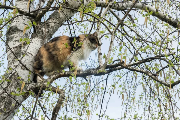 Кіт Піднявся Серед Гілок Дерева Фоні Неба — стокове фото