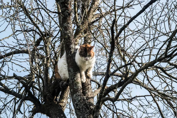 Cat climbed among tree branches on sky background