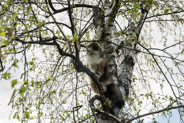 Cat climbed among tree branches on sky background