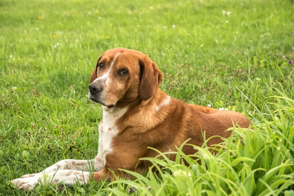 Scent Hound Dog Closeup Green Grass Meadow — Stock Photo, Image