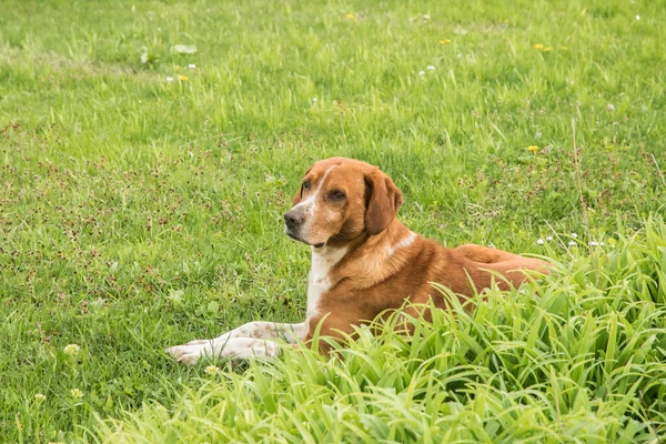 Geur Hond Closeup Groen Gras Weide — Stockfoto