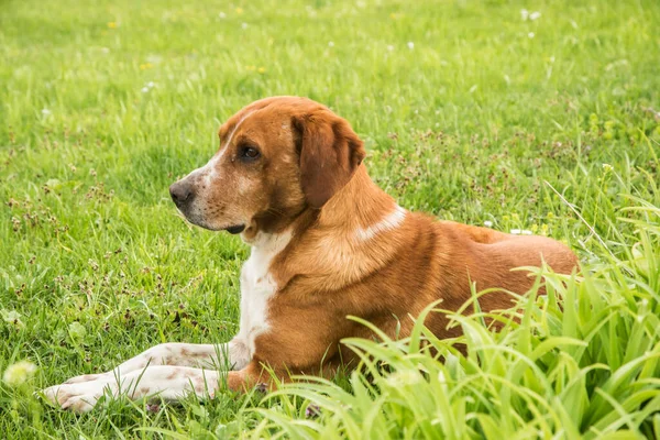 緑の芝生の牧草地でセント ハウンド犬のクローズアップ — ストック写真