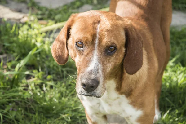 緑の芝生の牧草地で閉じ香り猟犬の肖像画 — ストック写真