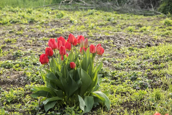 A bunch of red tulips in country yard in early spring