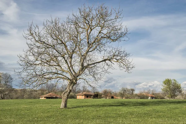 Landsbygdslandskap Med Träd Tidigt Våren Solig Dag — Stockfoto
