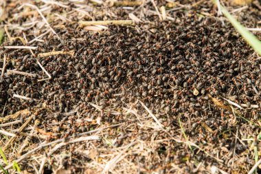Karınca yuvasında karınca yığını.