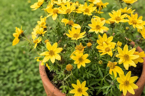 stock image Yellow bidens flowers closeup as floral background