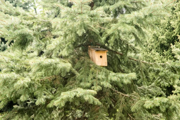 Hölzernes Vogelhaus Zwischen Nadelbäumen — Stockfoto