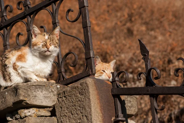 Dvě Ulice Zatoulané Rozkošné Kočky Bez Domova Detailní — Stock fotografie