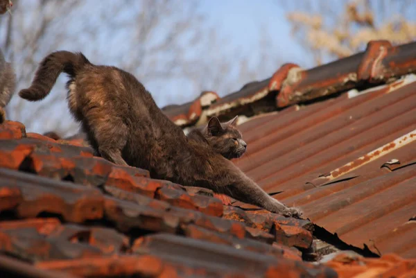 Straßenkatze Nahaufnahme Auf Dem Dach Bei Sonnigem Tag — Stockfoto