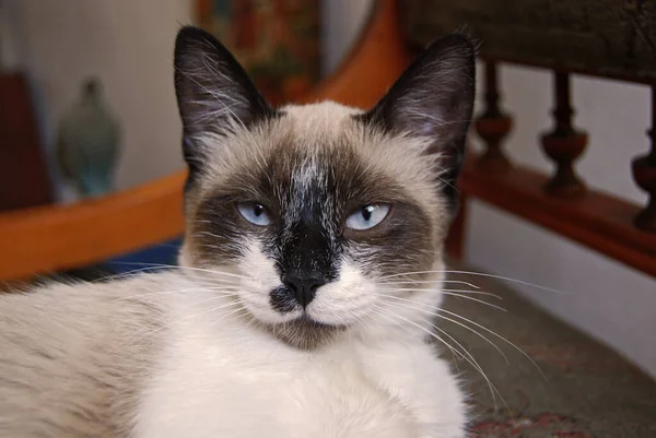 Porträt Der Jungen Siamesischen Katzenkopf Nahaufnahme lizenzfreie Stockbilder